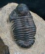 Rare Bulbous Nosed Actinopeltis Trilobite - #8206-2